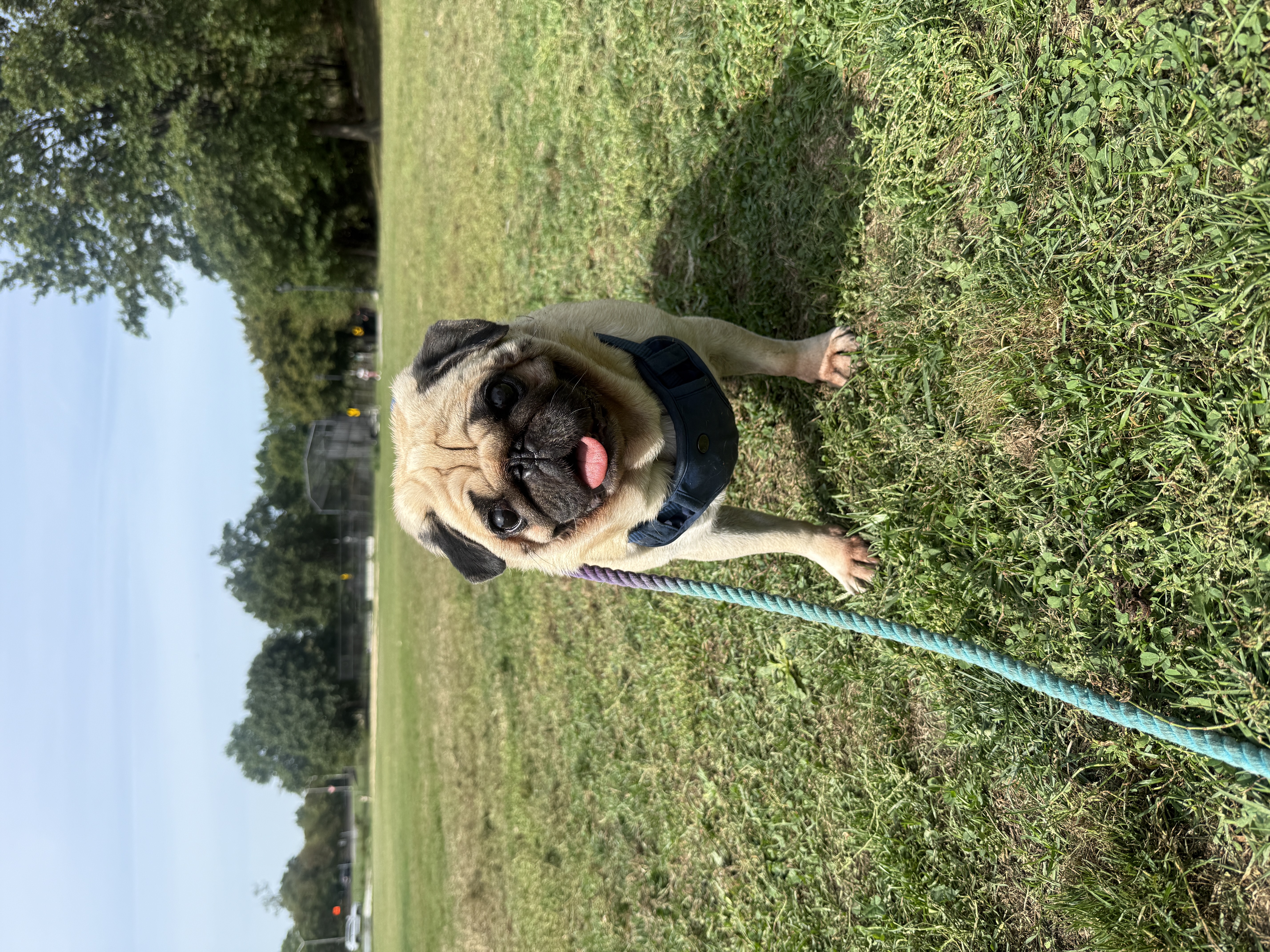 Cute pug on a leash outdoors in a park during a dog walking session, enjoying fresh air and exercise